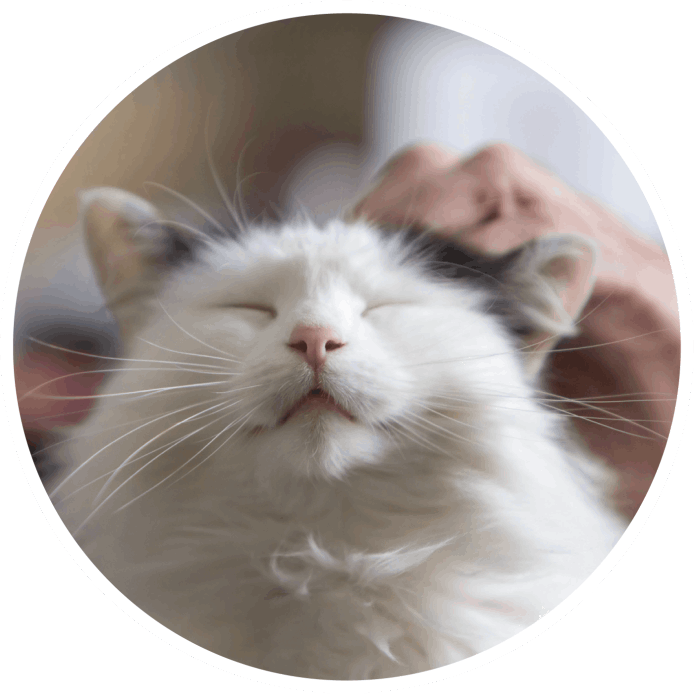 Centralis Home Care | Pet Suport